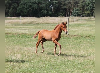 Oldenburgo, Semental, Potro (04/2023), 170 cm, Alazán