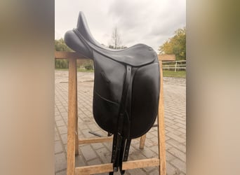 Oldenburgo, Semental, Potro (05/2025), 170 cm, Alazán