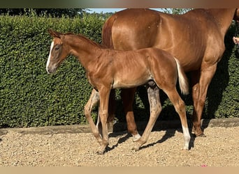 Oldenburgo, Semental, Potro (06/2025), 170 cm, Alazán-tostado