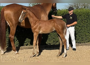 Oldenburgo, Semental, Potro (06/2025), 170 cm, Alazán-tostado