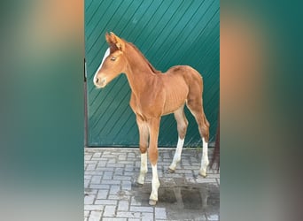 Oldenburgo, Semental, Potro (05/2026), 170 cm, Alazán-tostado
