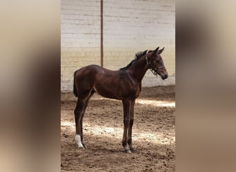 Oldenburgo, Semental, , 170 cm, Castaño