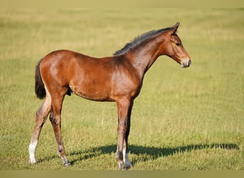 Oldenburgo, Semental, Potro (05/2026), 170 cm, Castaño