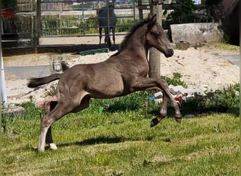 Oldenburgo, Semental, , 170 cm, Negro