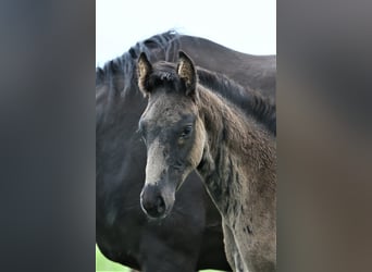 Oldenburgo, Semental, , 170 cm, Negro