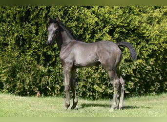 Oldenburgo, Semental, , 170 cm, Negro