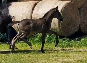 Oldenburgo, Semental, , 170 cm, Negro