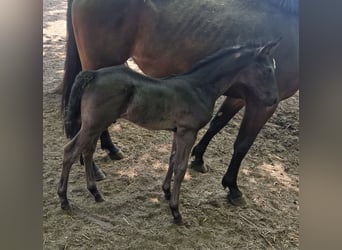 Oldenburgo, Semental, , 170 cm, Negro