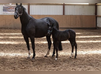 Oldenburgo, Semental, , 170 cm, Negro