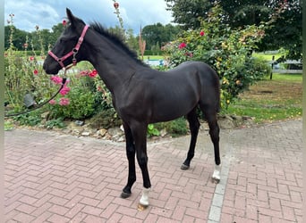 Oldenburgo, Semental, Potro (04/2026), 170 cm, Negro