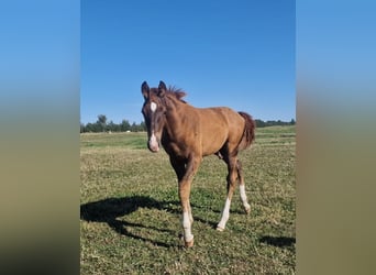 Oldenburgo, Semental, Potro (04/2026), Alazán-tostado