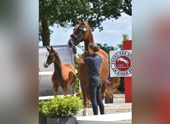 Oldenburgo, Semental, Potro (05/2026), Alazán-tostado