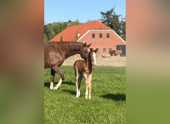 Oldenburgo, Semental, Potro (05/2026), Alazán-tostado