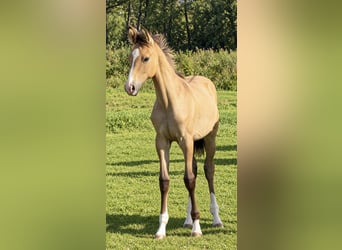 Oldenburgo, Semental, Potro (05/2026), Buckskin/Bayo