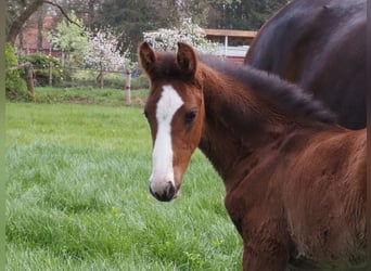 Oldenburgo, Semental, Potro (02/2025)