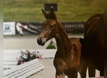 Oldenburgo, Semental, Potro (05/2025)