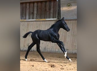 Oldenburgo, Semental, Potro (05/2026), Negro