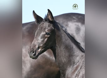 Oldenburgo, Semental, Potro (05/2026), Negro