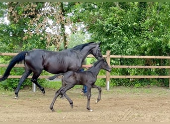 Oldenburgo, Semental, Potro (06/2026), Negro