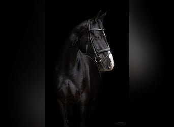 Oldenburgo, Semental, Potro (03/2023), Negro