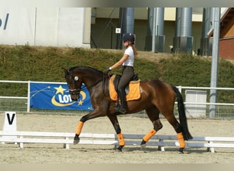 Oldenburgo, Yegua, 10 años, 163 cm, Castaño rojizo