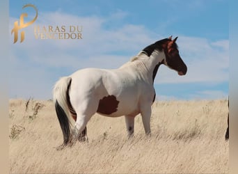 Oldenburgo, Yegua, 10 años, 164 cm, Tobiano-todas las-capas