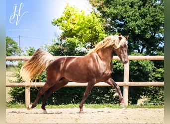 Oldenburgo, Yegua, 10 años, 164 cm, Tobiano-todas las-capas