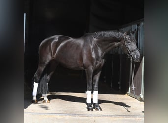 Oldenburgo, Yegua, 10 años, 165 cm, Negro