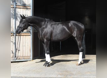 Oldenburgo, Yegua, 10 años, 165 cm, Negro