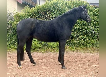 Oldenburgo, Yegua, 10 años, 165 cm, Negro