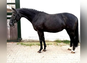 Oldenburgo, Yegua, 10 años, 168 cm, Negro