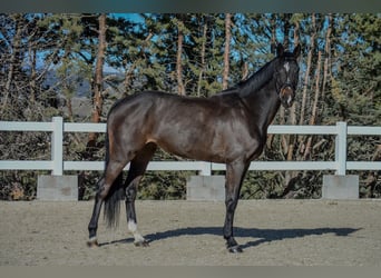 Oldenburgo, Yegua, 10 años, 170 cm, Castaño oscuro