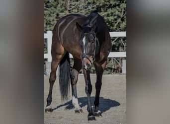 Oldenburgo, Yegua, 10 años, 170 cm, Castaño oscuro