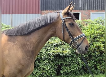 Oldenburgo, Yegua, 11 años, 166 cm, Castaño