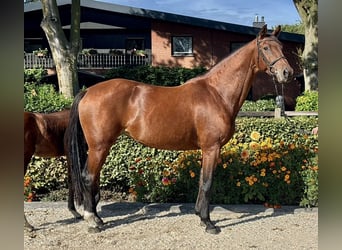 Oldenburgo, Yegua, 11 años, 168 cm, Castaño