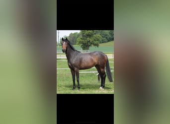 Oldenburgo, Yegua, 11 años, 170 cm, Castaño oscuro