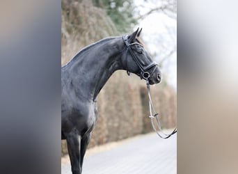 Oldenburgo, Yegua, 11 años, 170 cm, Negro