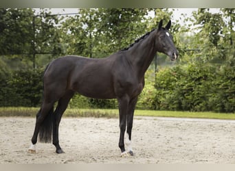 Oldenburgo, Yegua, 12 años, 165 cm, Castaño oscuro