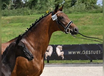 Oldenburgo, Yegua, 12 años, 170 cm, Castaño
