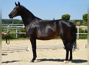 Oldenburgo, Yegua, 13 años, 167 cm, Castaño oscuro