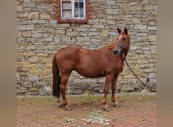 Oldenburgo, Yegua, 13 años, 168 cm, Alazán