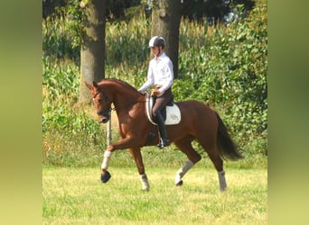 Oldenburgo, Yegua, 13 años, 172 cm, Alazán-tostado