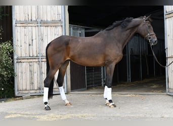 Oldenburgo, Yegua, 13 años, 173 cm, Castaño