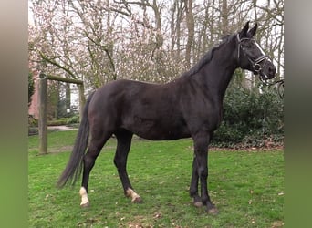 Oldenburgo, Yegua, 13 años, 173 cm, Negro