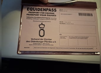 Oldenburgo, Yegua, 14 años, 164 cm, Tordo