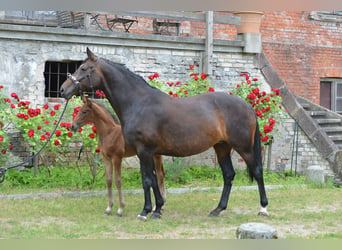 Oldenburgo, Yegua, 14 años, 170 cm, Castaño
