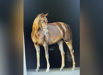 Oldenburgo, Yegua, 14 años, 173 cm, Castaño oscuro