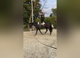 Oldenburgo, Yegua, 14 años, 178 cm, Negro
