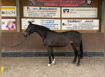 Oldenburgo, Yegua, 14 años, 180 cm, Negro