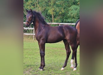 Oldenburgo, Yegua, 15 años, 165 cm, Castaño